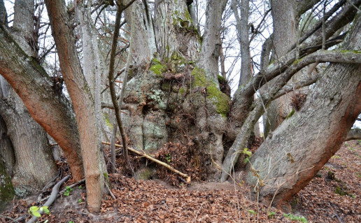 10_Liškiavos liepa fot broliaiČer.jpg